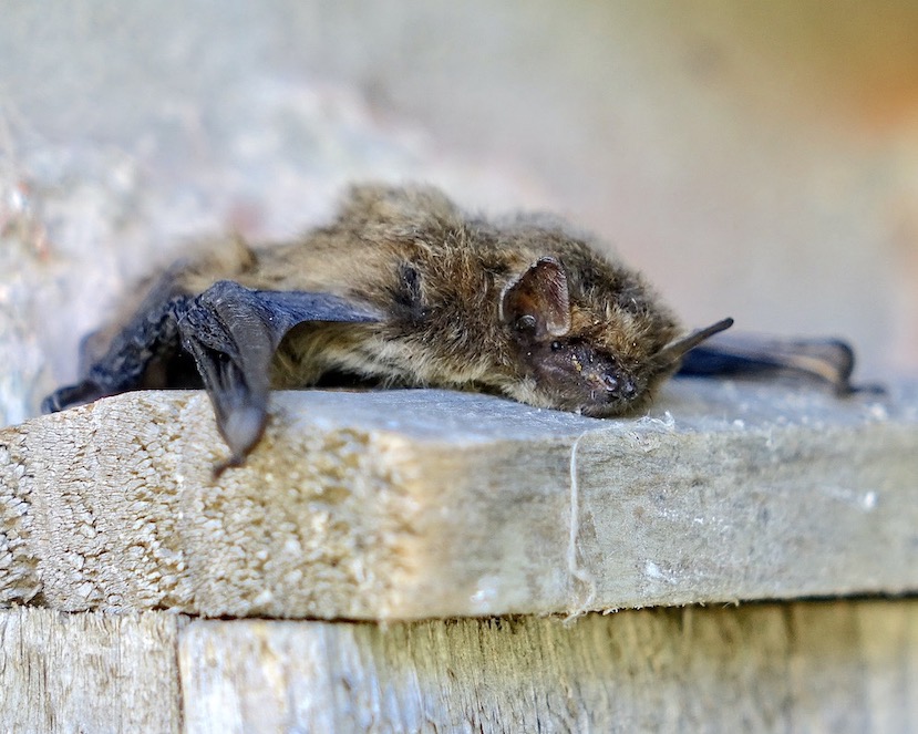 bat